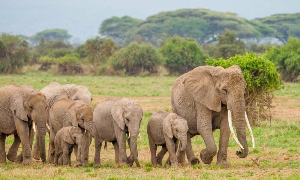 unveiling-the-majesty-of-amboseli:-a-kenyan-safari-must-do